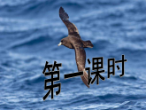 【任务型教学】2025部编初中语文九下4《海燕》 课件+教案+导学案（师生版）+同步测试（含答案）