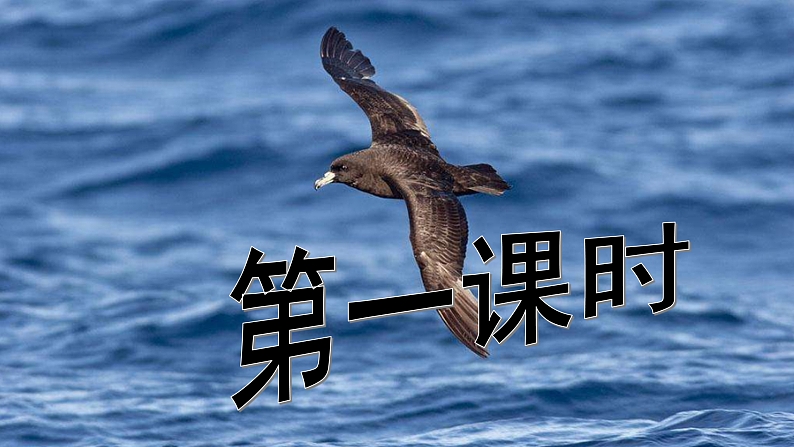 【任务型教学】2025部编初中语文九下4《海燕》 课件+教案+导学案（师生版）+同步测试（含答案）04