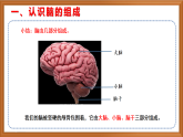 蘇教版小學(xué)科學(xué)五上第五單元《19 我們的大腦》課件+教案+作業(yè)+視頻素材
