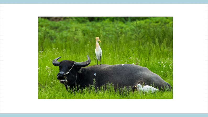 鄂教版四年级科学上册 第一课  《鸟和哺乳动物》   ppt课件第3页