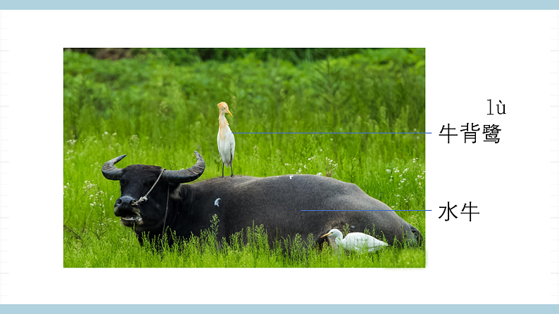 鄂教版四年级科学上册 第一课  《鸟和哺乳动物》   ppt课件第4页