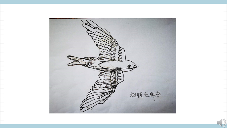 鄂教版四年级科学上册 第一课  《鸟和哺乳动物》   ppt课件第6页