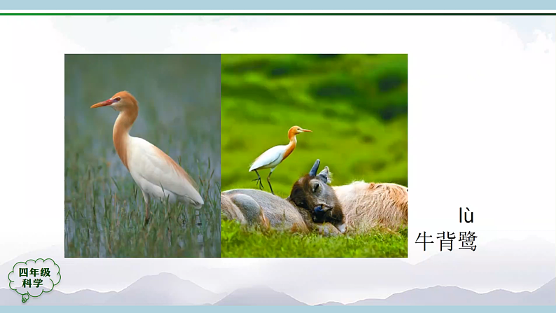 鄂教版四年级科学上册 第一课  《鸟和哺乳动物》   ppt课件第8页