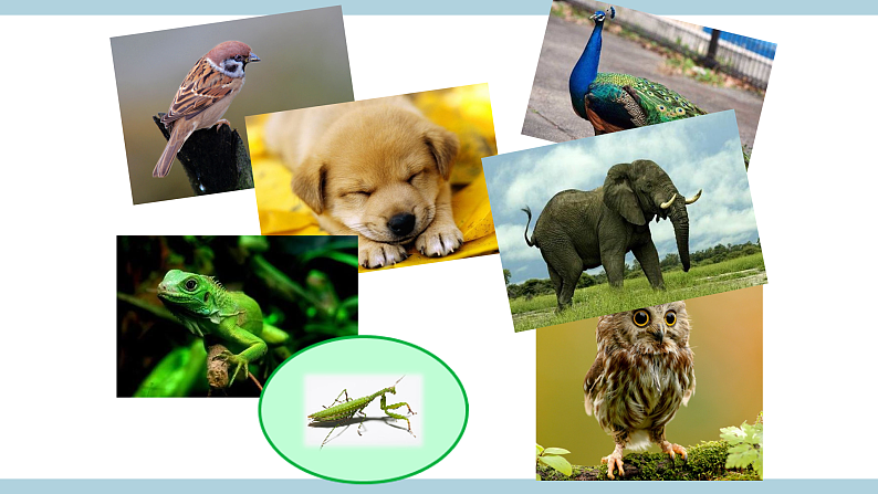 人教版鄂教版四年级科学上册第一单元2.《动物的分类》  课件+教案+学案02