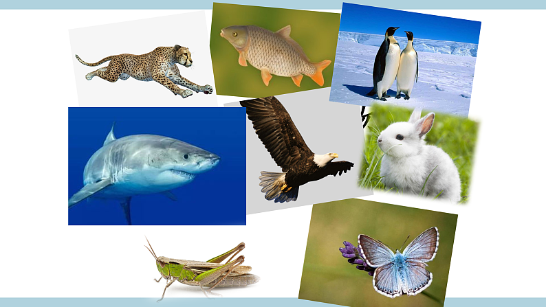 人教版鄂教版四年级科学上册第一单元2.《动物的分类》  课件+教案+学案03