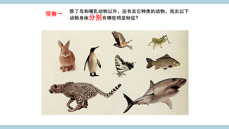 人教版鄂教版四年级科学上册第一单元2.《动物的分类》  课件+教案+学案05