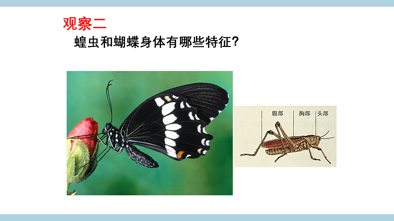 人教版鄂教版四年级科学上册第一单元2.《动物的分类》  课件+教案+学案08