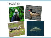 人教版鄂教版四年级科学上册第一单元3.《我国的珍稀动物》 课件+教案+学案