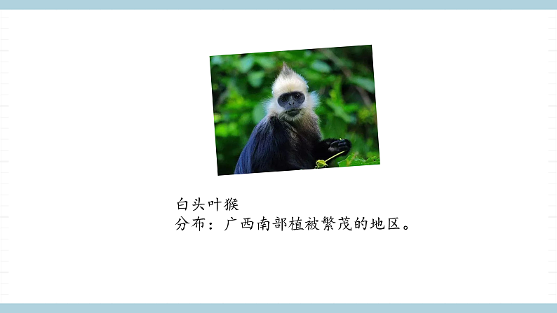 人教版鄂教版四年级科学上册第一单元3.《我国的珍稀动物》 课件+教案+学案05