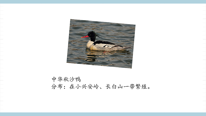 人教版鄂教版四年级科学上册第一单元3.《我国的珍稀动物》 课件+教案+学案06
