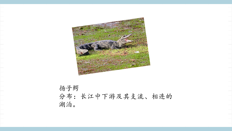 人教版鄂教版四年级科学上册第一单元3.《我国的珍稀动物》 课件+教案+学案07