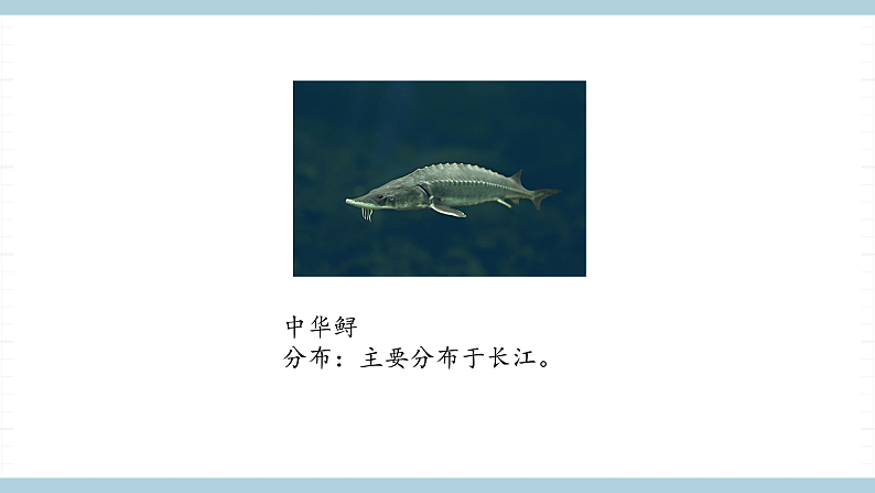 人教版鄂教版四年级科学上册第一单元3.《我国的珍稀动物》 课件+教案+学案08