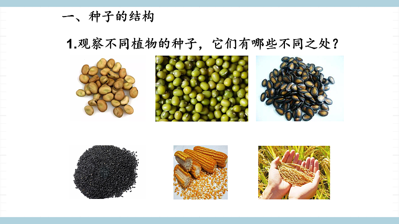 人教版鄂教版四年级科学上册第二单元4《.用种子繁殖》课件+教案+学案03