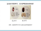 人教版鄂教版四年级科学上册第二单元4《.用种子繁殖》课件+教案+学案