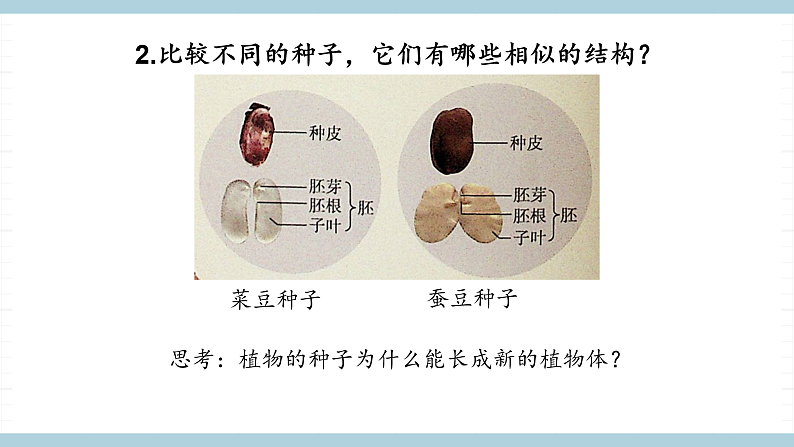 人教版鄂教版四年级科学上册第二单元4《.用种子繁殖》课件+教案+学案04