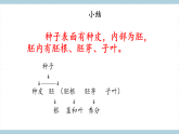 人教版鄂教版四年级科学上册第二单元4《.用种子繁殖》课件+教案+学案