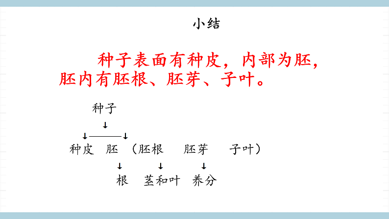 人教版鄂教版四年级科学上册第二单元4《.用种子繁殖》课件+教案+学案05