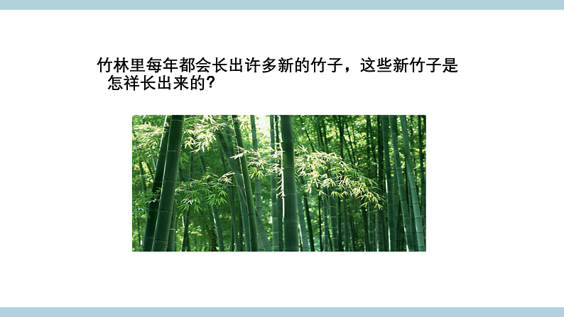 鄂教版四年级科学上册 第五课   《不用种子怎样繁殖 》  ppt课件第2页