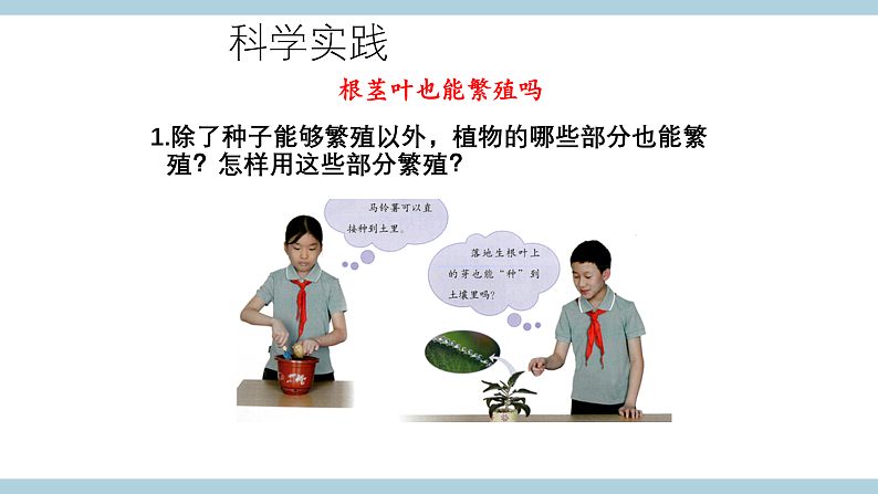 鄂教版四年级科学上册 第五课   《不用种子怎样繁殖 》  ppt课件第3页