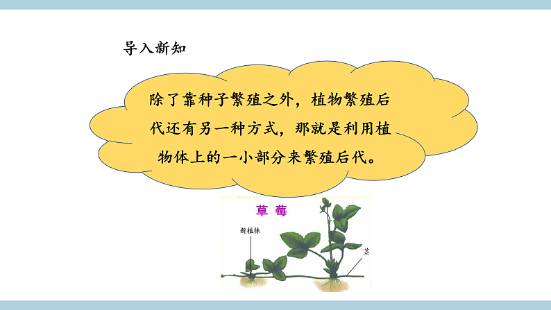 鄂教版四年级科学上册 第五课   《不用种子怎样繁殖 》  ppt课件第4页