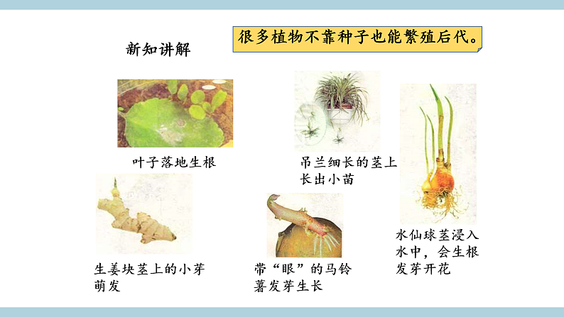 鄂教版四年级科学上册 第五课   《不用种子怎样繁殖 》  ppt课件第5页