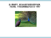 人教版鄂教版四年级科学上册第二单元6.《动物的繁殖》课件+教案+学案