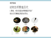 人教版鄂教版四年级科学上册第二单元6.《动物的繁殖》课件+教案+学案