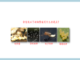 人教版鄂教版四年级科学上册第二单元6.《动物的繁殖》课件+教案+学案
