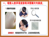 蘇教版小學(xué)科學(xué)五年級下冊《1.搭建生命體的“積木”》課件+教案+視頻+作業(yè)（全套）
