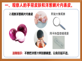 蘇教版小學(xué)科學(xué)五年級下冊《1.搭建生命體的“積木”》課件+教案+視頻+作業(yè)（全套）
