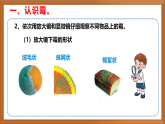 蘇教版小學(xué)科學(xué)五年級下冊《3.發(fā)霉與防霉》課件+教案+視頻+作業(yè)（全套）