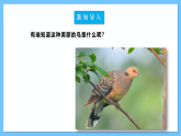 【核心素养】人教版七下4.3《斑鸠调》《赛龙夺锦》《赤兔嘶风》课件+教案+素材