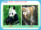 人教版美術(shù)三年級(jí)下冊(cè)第十九課《保護(hù)珍稀野生動(dòng)物》課件