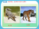 人教版美術(shù)三年級(jí)下冊(cè)第十九課《保護(hù)珍稀野生動(dòng)物》課件