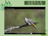 花城版音乐1上第八课《布谷叫，春天到.》课件+教案zip