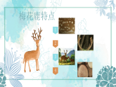花城版音乐1上第十四课《梅花鹿》课件+教案