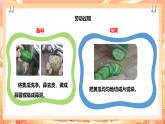 北师大版《劳动实践指导手册》二年级  3.《美味凉菜我调制》课件+教案+素材