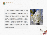 14《驛路梨花》教學(xué)課件-同步教學(xué)統(tǒng)編版語文七年級下冊名師備課系列