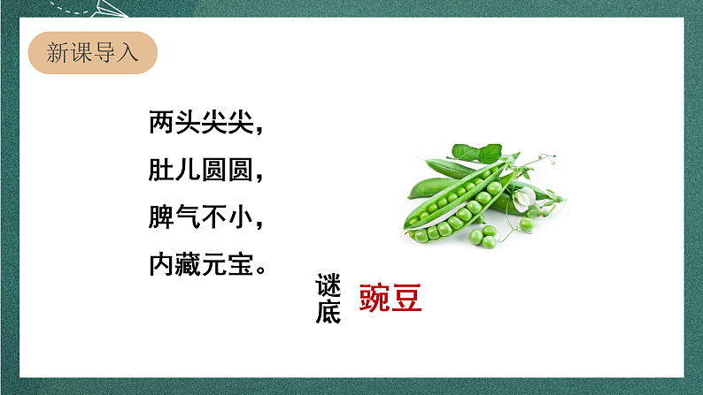 人教部编版语文四年级上册5《一个豆荚里的五粒豆》 第1课时课件+教案+音频素材03