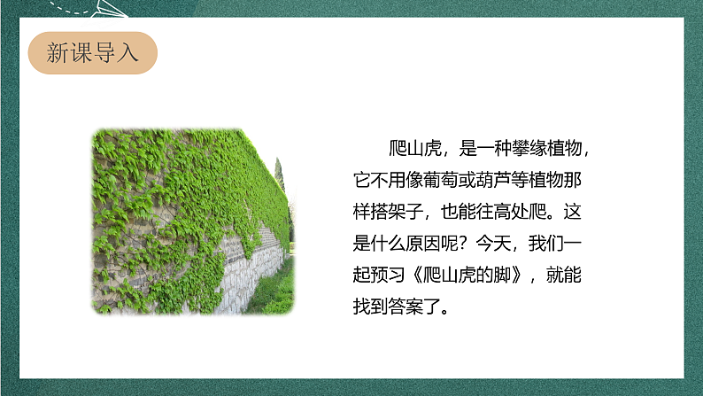 人教部编版语文四年级上册10《爬山虎的脚》 第1课时课件+教案03