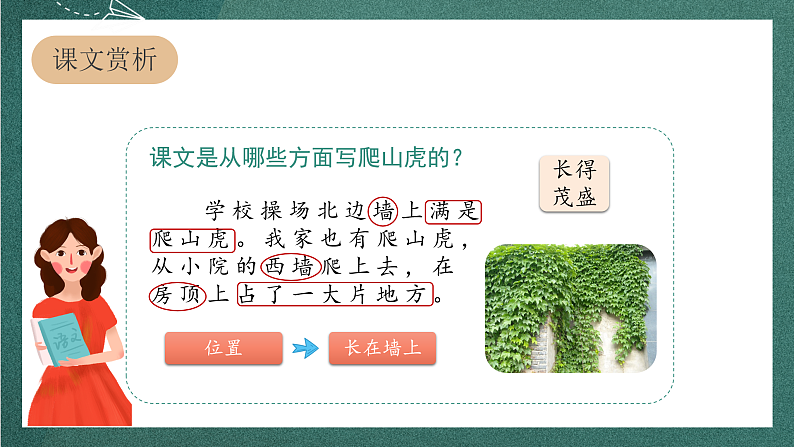 人教部编版语文四年级上册10《爬山虎的脚》 第2课时课件+教案04