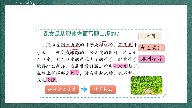 人教部编版语文四年级上册10《爬山虎的脚》 第2课时课件+教案05