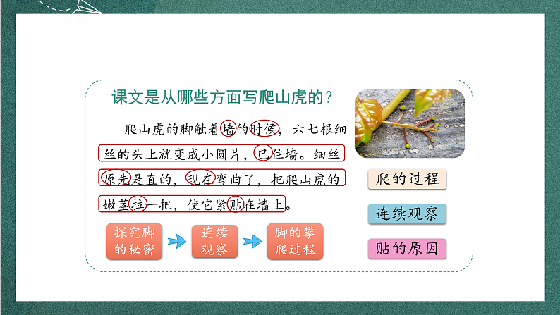 人教部编版语文四年级上册10《爬山虎的脚》 第2课时课件+教案07