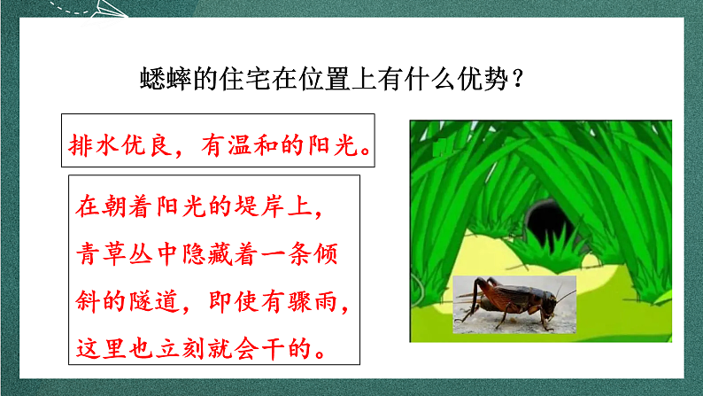 人教部编版语文四年级上册11《蟋蟀的住宅》 第2课时  课件+教案05