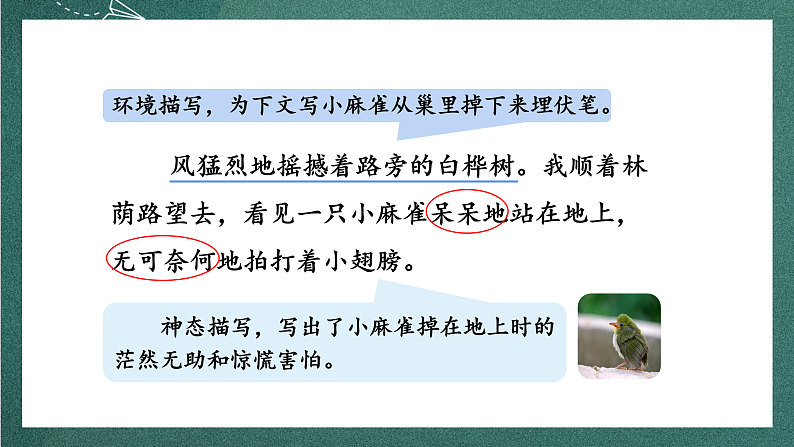 人教部编版语文四年级上册16《麻雀》 第2课时课件+教案05