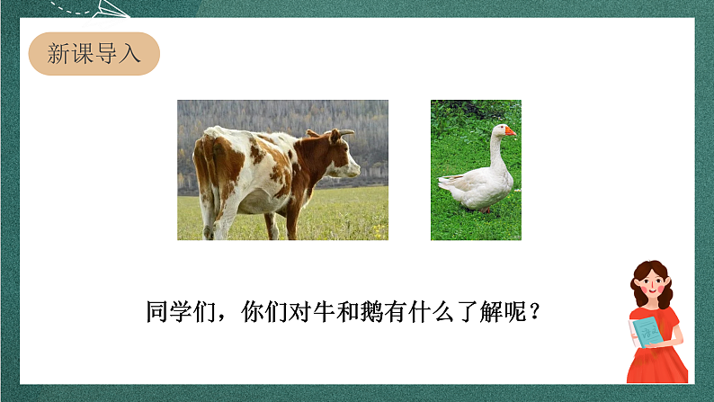人教部编版语文四年级上册18《牛和鹅》 第1课时 课件+教案03