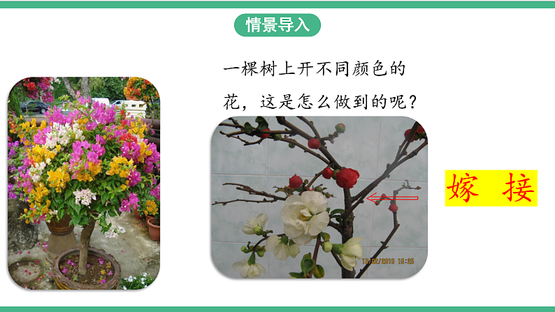 苏教版生物八年级下册 21.1生物的无性生殖（第一课时）课件03