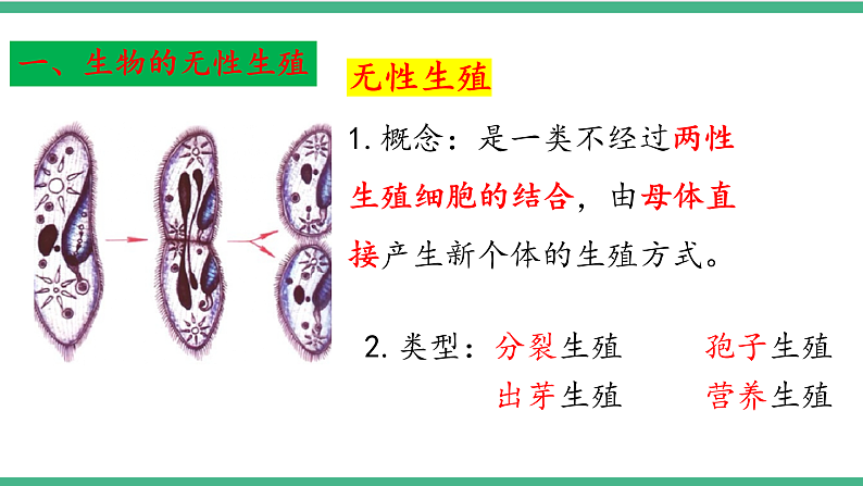 苏教版生物八年级下册 21.1生物的无性生殖（第一课时）课件05