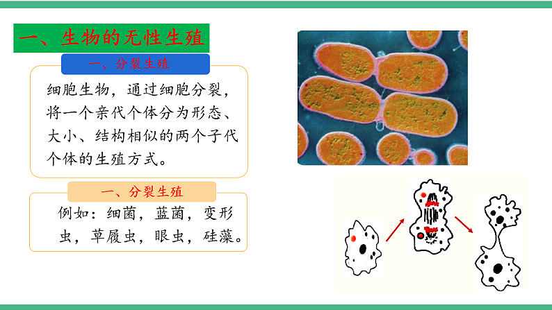 苏教版生物八年级下册 21.1生物的无性生殖（第一课时）课件06