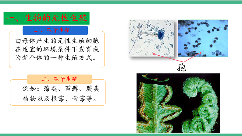 苏教版生物八年级下册 21.1生物的无性生殖（第一课时）课件07